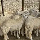 طليان بريه ضحايا إنتاج المراح