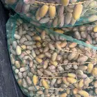 تمر بياض نجران للبيع