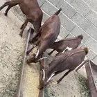 4 جفرات للبيع