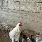 دجاج