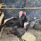 رومي وحبشي