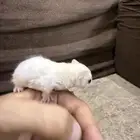 سنجاب شوقر قلايدر