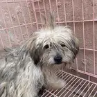 للبيع كلب زينه اليف العمر5 شهور