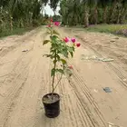 مشتل لبيع النباتات والأشجار