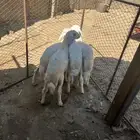 طليان 2ذكران 2اناثي