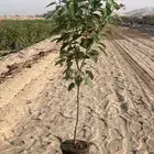 جتروفه مركن 20