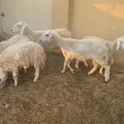 ضان مضاريع ودفيع وولد