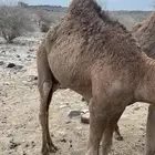 حاشي للبيع