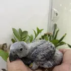 فرخ كاسكو بعمر 40 يوم تقريبا انتاج محلي