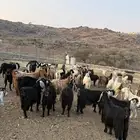 معزا عوارض للبيع مراح واحد وسليمه ومشروطه