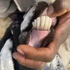 عنز للبيع مضرع