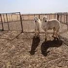 مشروع فحول حري