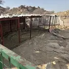 شبك غنم