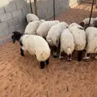 ذبايح نعيم وحري بلدي متوفر تمارا 100 تقييم