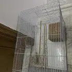 طيرو روز زوج كانو اليفين وفيهم خوف بسيط