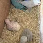 جوز روز مع فروخه
