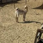 الشميسي طريق الخواجات