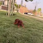 Doberman for sale كلب دوبرمان للبيع