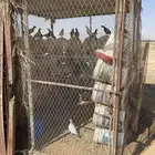 شبك حمام 2 2 نظيف ثلاث فتحات