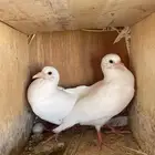 للبيع بسابيس 10 اجواز