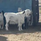 عنز حايل