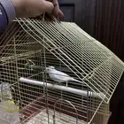 انثى كناري