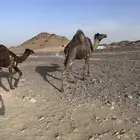 خلفة مجهم مجمعه