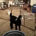 تيوس 2 للبيع