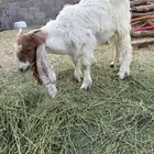 تيس لباني