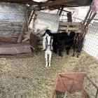 المدينه المنوره