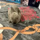 أرنب ذكر للبيع بسعر 40 قابل للتفاوض