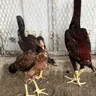 للبيع دجاج باكستاني