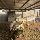 ضأن حريات دفيع تنتين وثنتين حييل