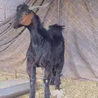 تيس ادغس اقشع كفو
