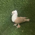 ذكور لبناني