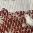 جوز روز البينو منتج