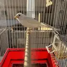 كناري سوري - تم البيع