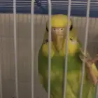 طير بادجي