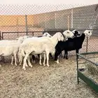 غنم حريات ونجد للبيع