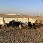 معزا اتوام