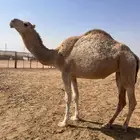 ضرايب للبيع