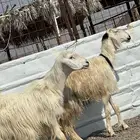 ضان عيسيات صنف الصنف جروم ناهيه