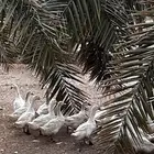 بط بكيني