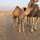 بكرة فطيم على سلهود الصعيري ولد سلهود النايفه والام مهجنه