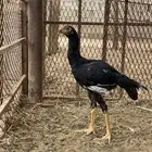 دجاج شامو الماني