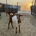 تيس جنوبي فاخر