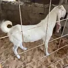 تيس جدع هولندي مطور