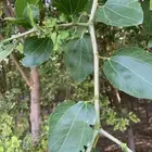 أشجار سدر بلدي 2 -3 بوصه