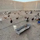 دجاج وديوك بياض