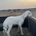 رخل صنف العمر سبوعين